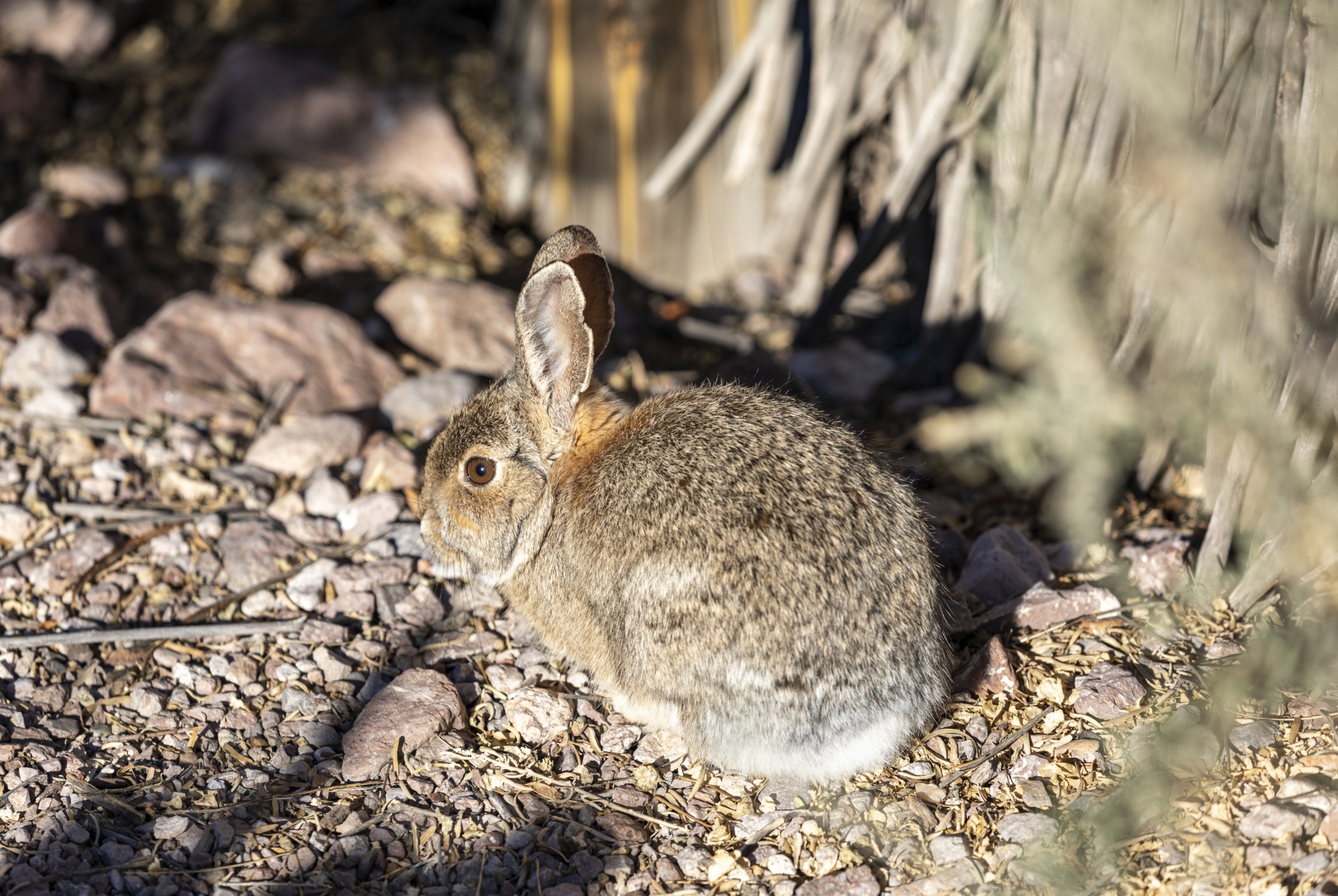 Cottontail Rabbit, Bosque del Apache Wildlife Refuge